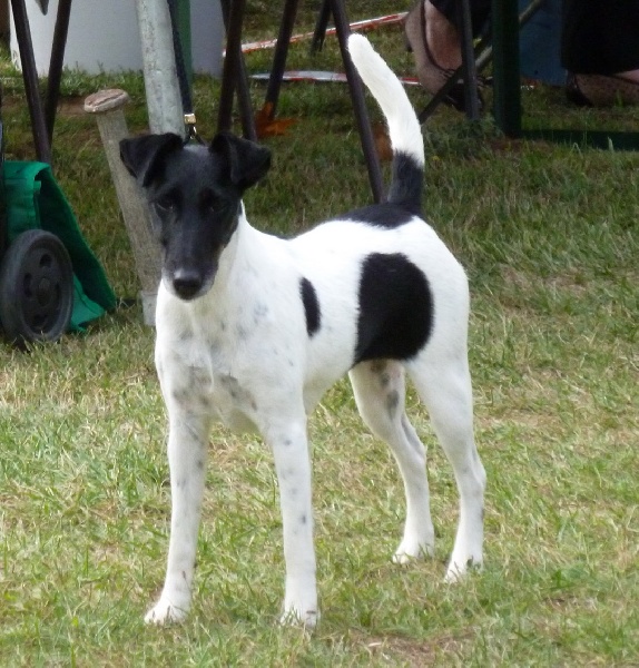 CH. Galice girl du manoir des presles