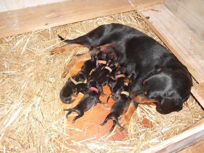 Du Hallier Des Sables d'Or - Naissance des bébés d'Ixane  et Iran de Ladelazolle